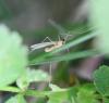 Porricondylinae inconnu